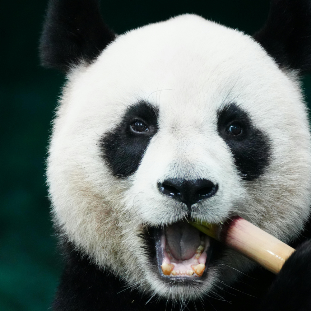 الباندا.. رمز عالمي للحفاظ على الحياة البرية