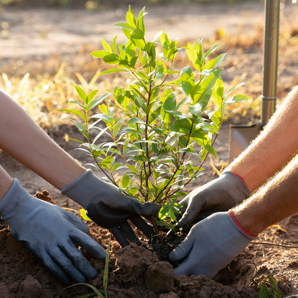 تريليون شجرة... زرع الأمل ومواجهة التغير المناخي