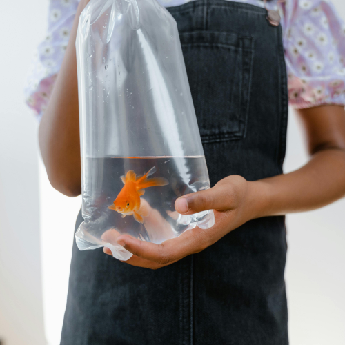 تربية أسماك الزينة في المنزل .. من الهواية إلى مصدر دخل