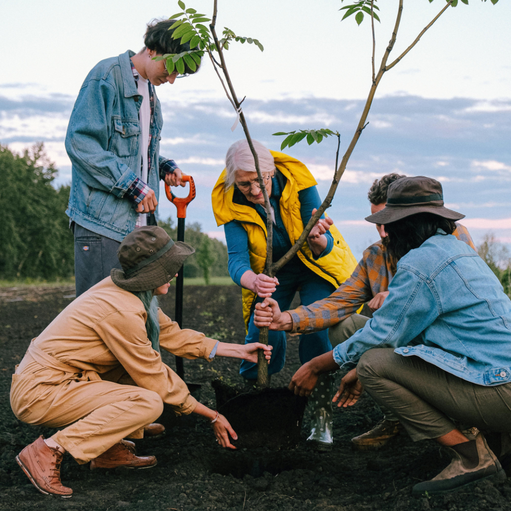 أهمية التشجير على الطرف في تحسين جودة الحياة