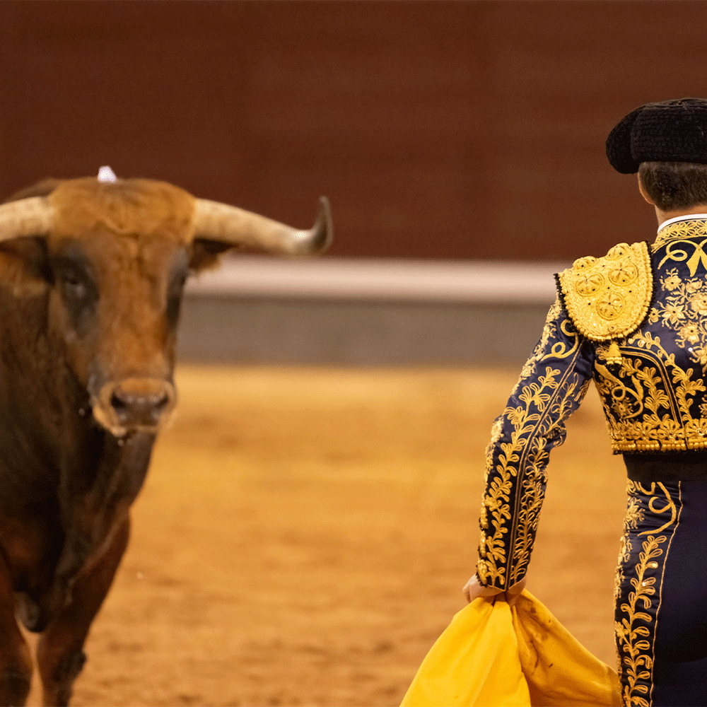 مصارعة الثيران بين الشجاعة والجدل